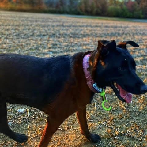 Enlarge Hocus (20230205-03), a Adoptable mixed breed in Hamilton, ON image 2/6