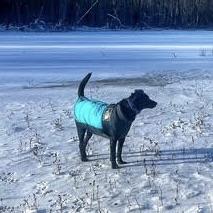 Enlarge Hocus (20230205-03), a Adoptable mixed breed in Hamilton, ON image 6/6