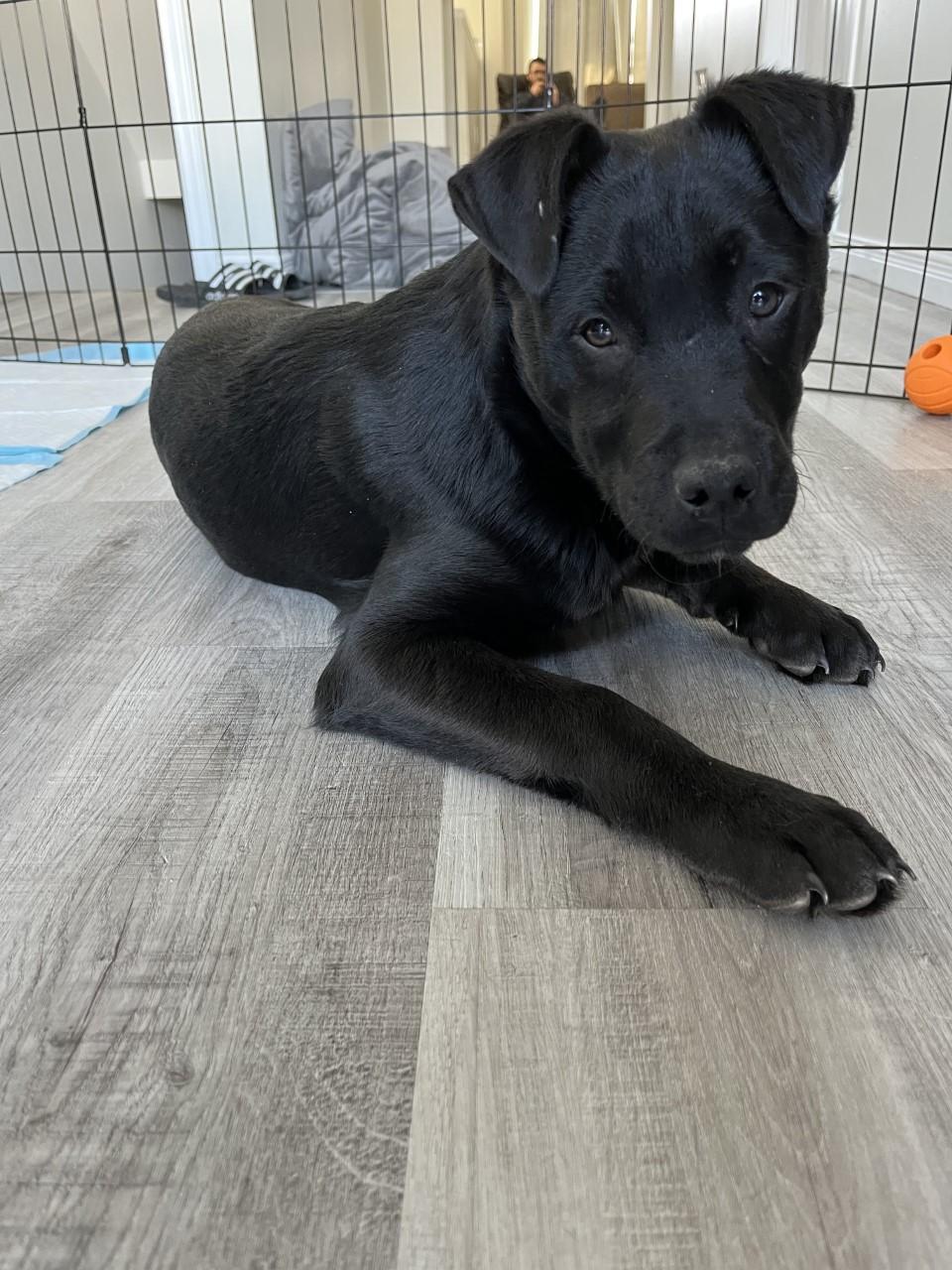 Hocus (20230205-03), an adoptable Labrador Retriever in Hamilton, ON, L8P 4Y5 | Photo Image 4