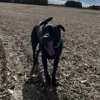 Enlarge Hocus (20230205-03), a Adoptable mixed breed in Hamilton, ON image 3/6