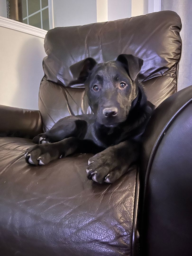 Hocus (20230205-03), Adoptable, Adult Male Labrador Retriever.