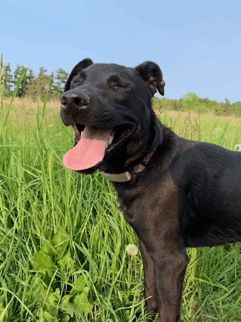 Enlarge Hocus (20230205-03), a Adoptable mixed breed in Hamilton, ON image 6/6