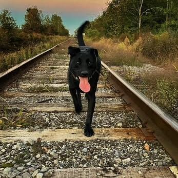 Hocus (20230205-03), Adoptable, Adult Male Labrador Retriever.