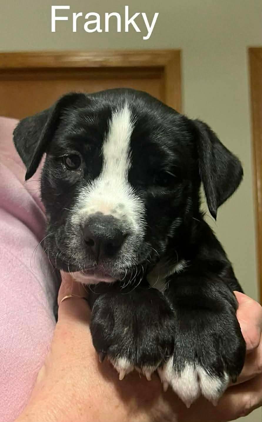 Enlarge Franky, a Adoptable mixed breed in Riverside, IA image 1/1