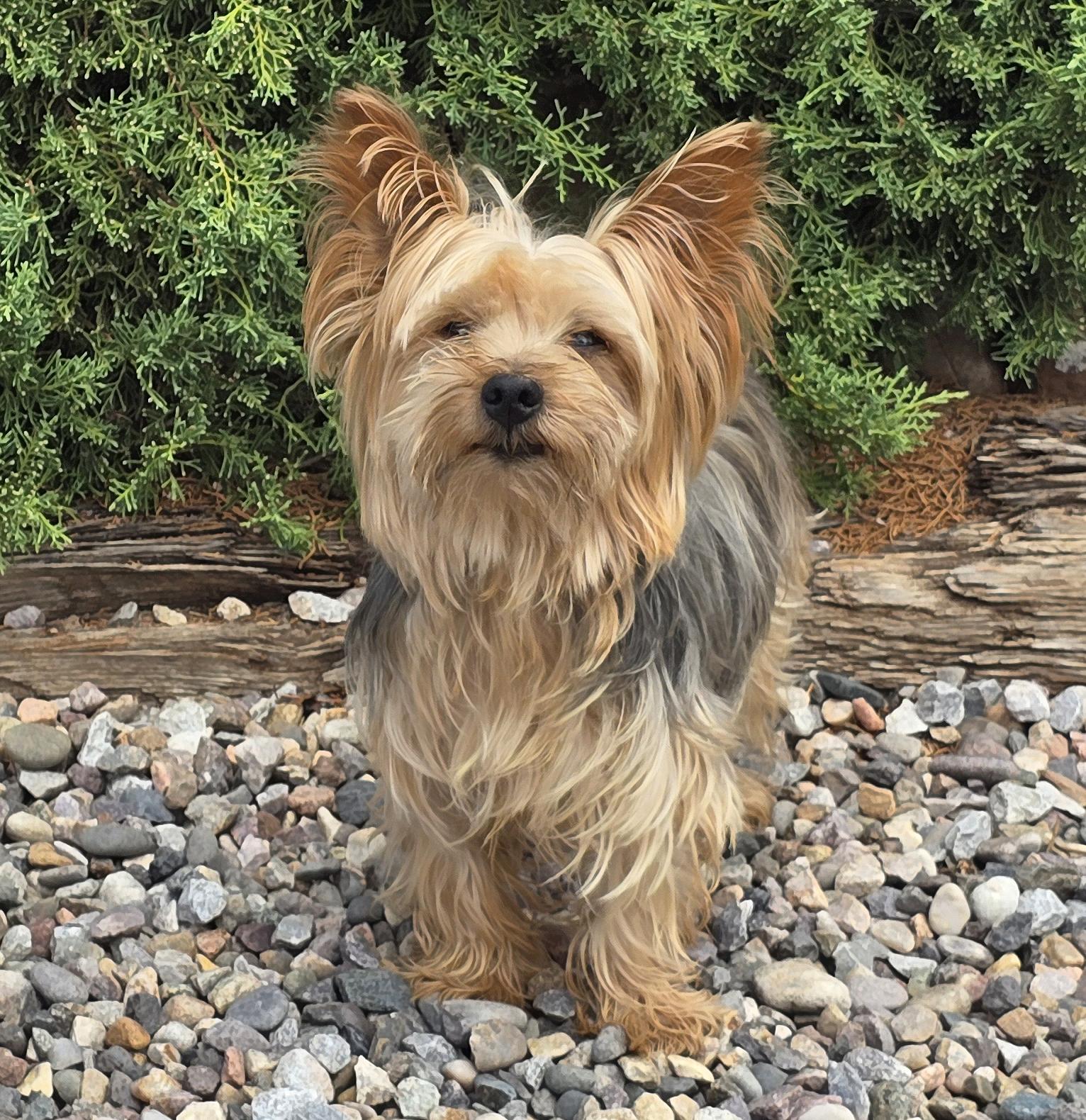 Enlarge Wise Lil Mr Whisper - YUMMY, a Adoptable Yorkshire Terrier in Albuquerque, NM image 1/1