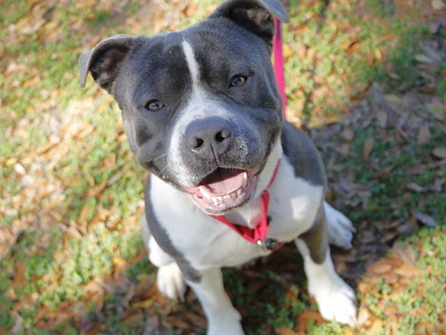 BUDDY, Adoptable, Young Male American Staffordshire Terrier & Mixed Breed.