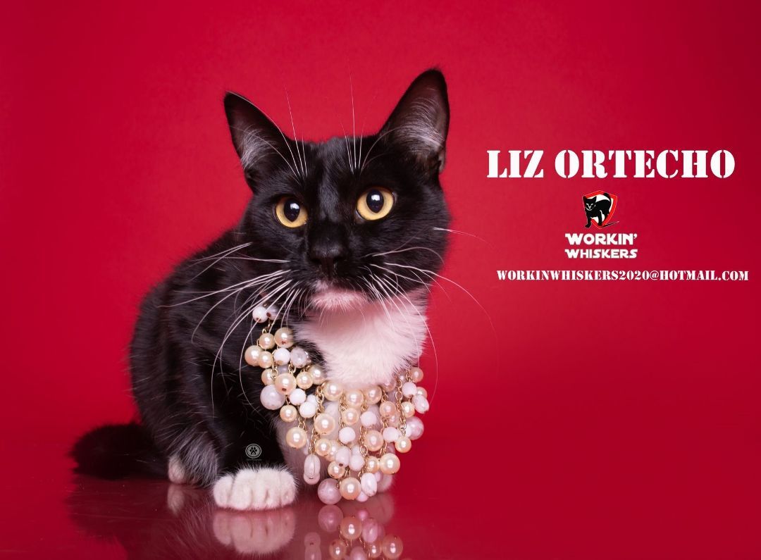 LIZ ORTECHO, Adoptable, Young Female Tuxedo & Domestic Short Hair.
