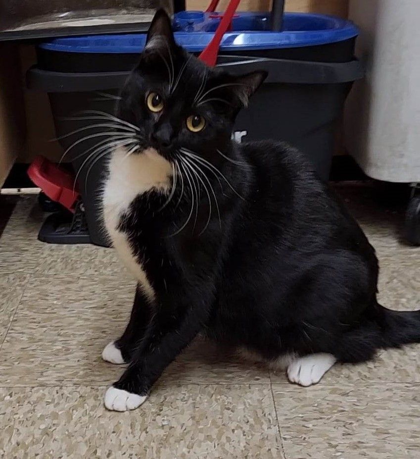 LIZ ORTECHO, a Adoptable mixed breed in HEMET, CA image 2/6