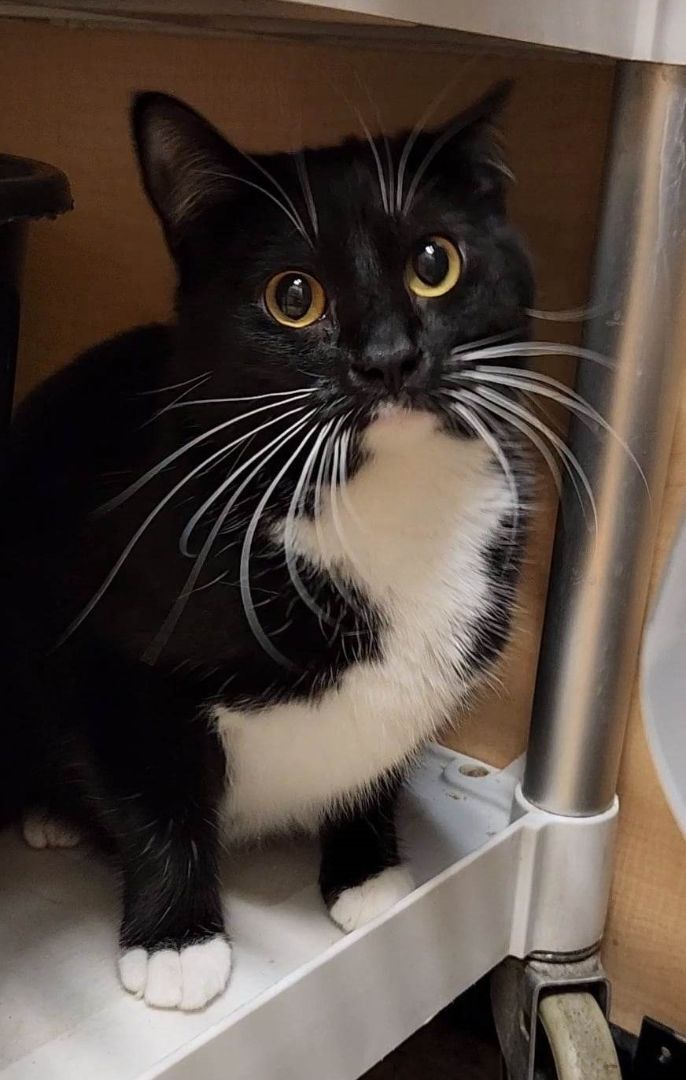 LIZ ORTECHO, a Adoptable mixed breed in HEMET, CA image 3/6