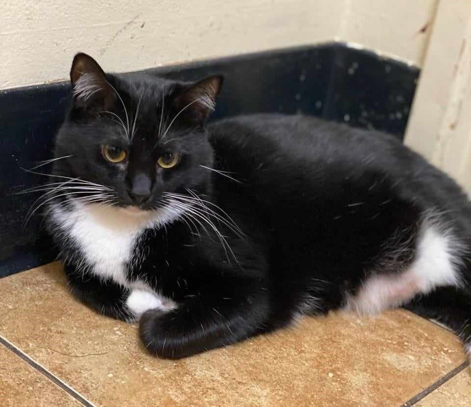 LIZ ORTECHO, a Adoptable mixed breed in HEMET, CA image 5/6