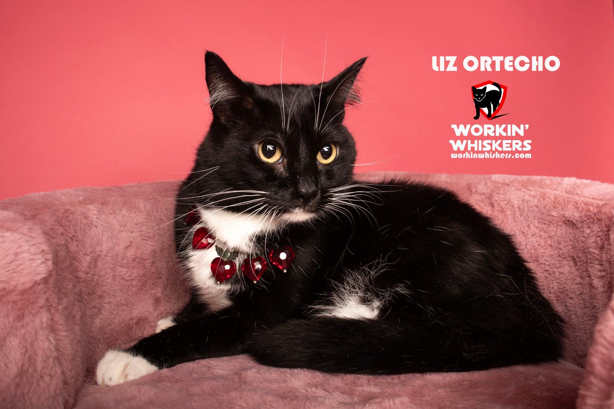 Enlarge LIZ ORTECHO, a Adoptable mixed breed in HEMET, CA image 1/6