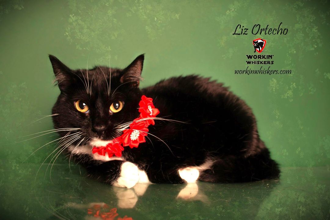 LIZ ORTECHO, a Adoptable mixed breed in HEMET, CA image 1/6