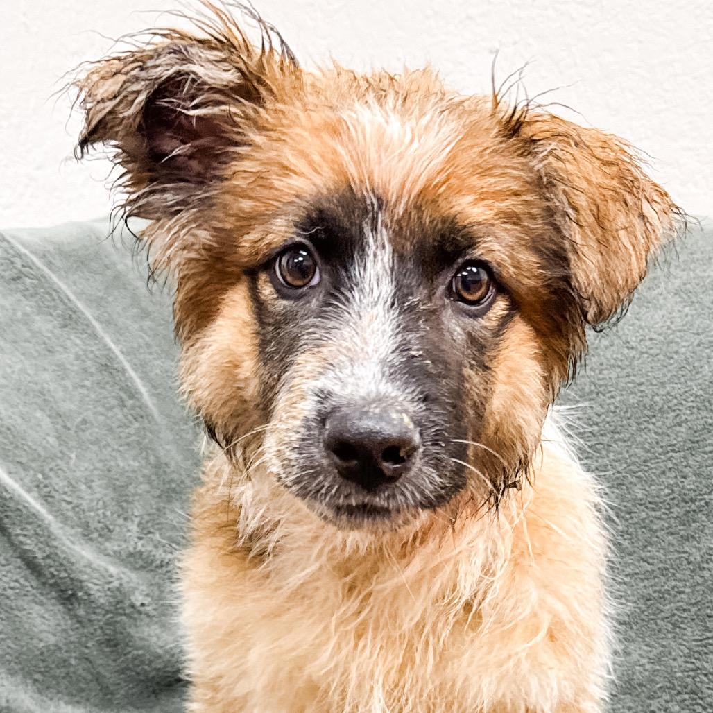 Enlarge 472 (2026) Rory, a Adoptable mixed breed in Parker, CO image 1/6
