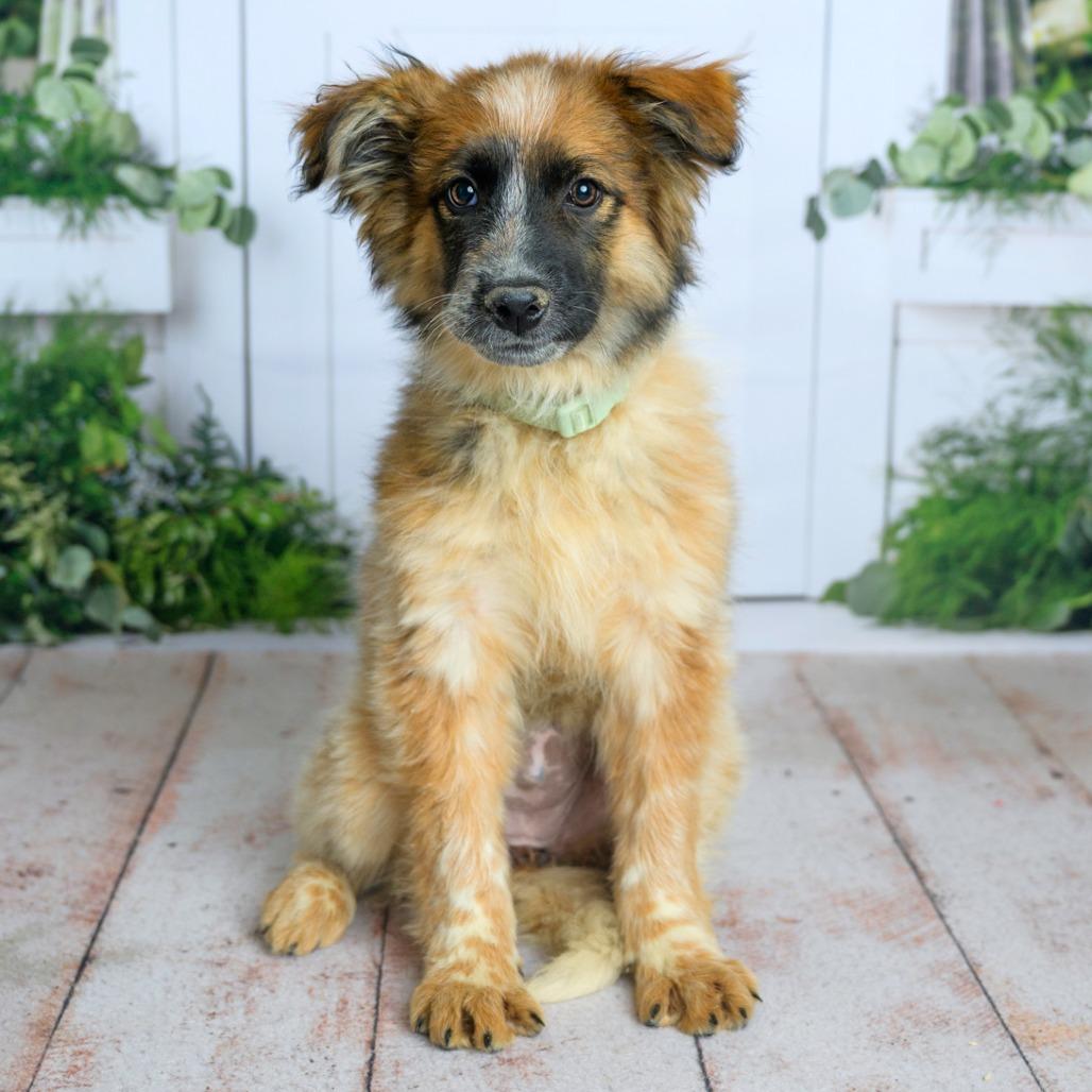 Enlarge 472 (2026) Rory, a Adoptable mixed breed in Parker, CO image 2/6