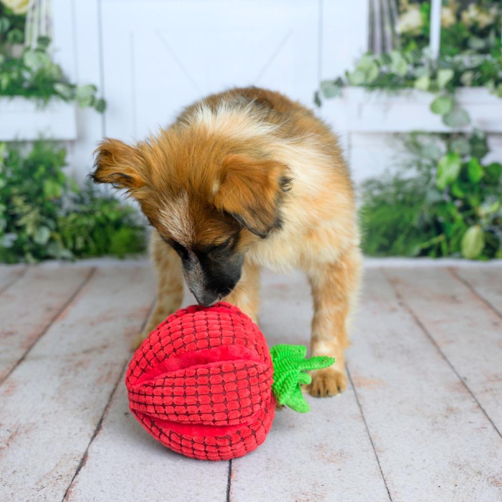 Enlarge 472 (2026) Rory, a Adoptable mixed breed in Parker, CO image 3/6