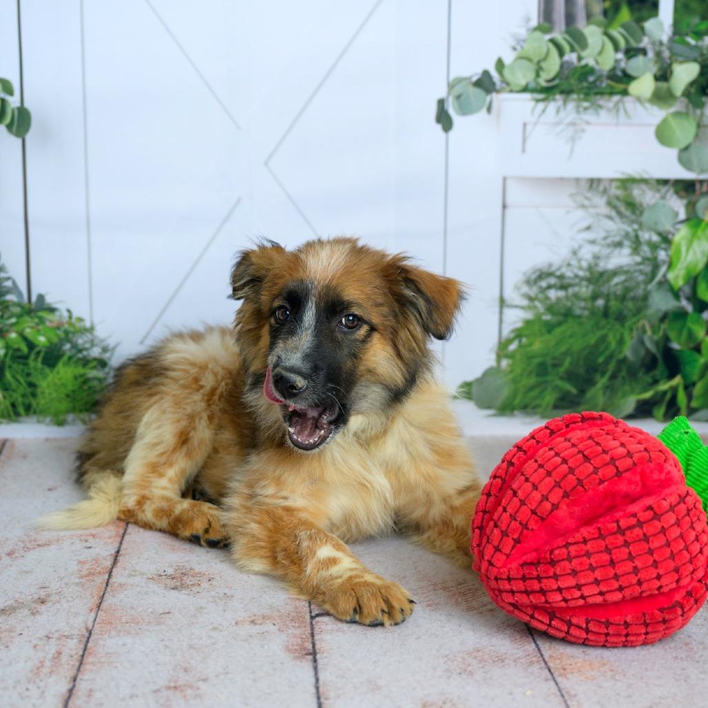 Enlarge 472 (2026) Rory, a Adoptable mixed breed in Parker, CO image 5/6