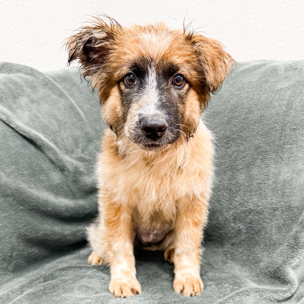Enlarge 472 (2026) Rory, a Adoptable mixed breed in Parker, CO image 6/6