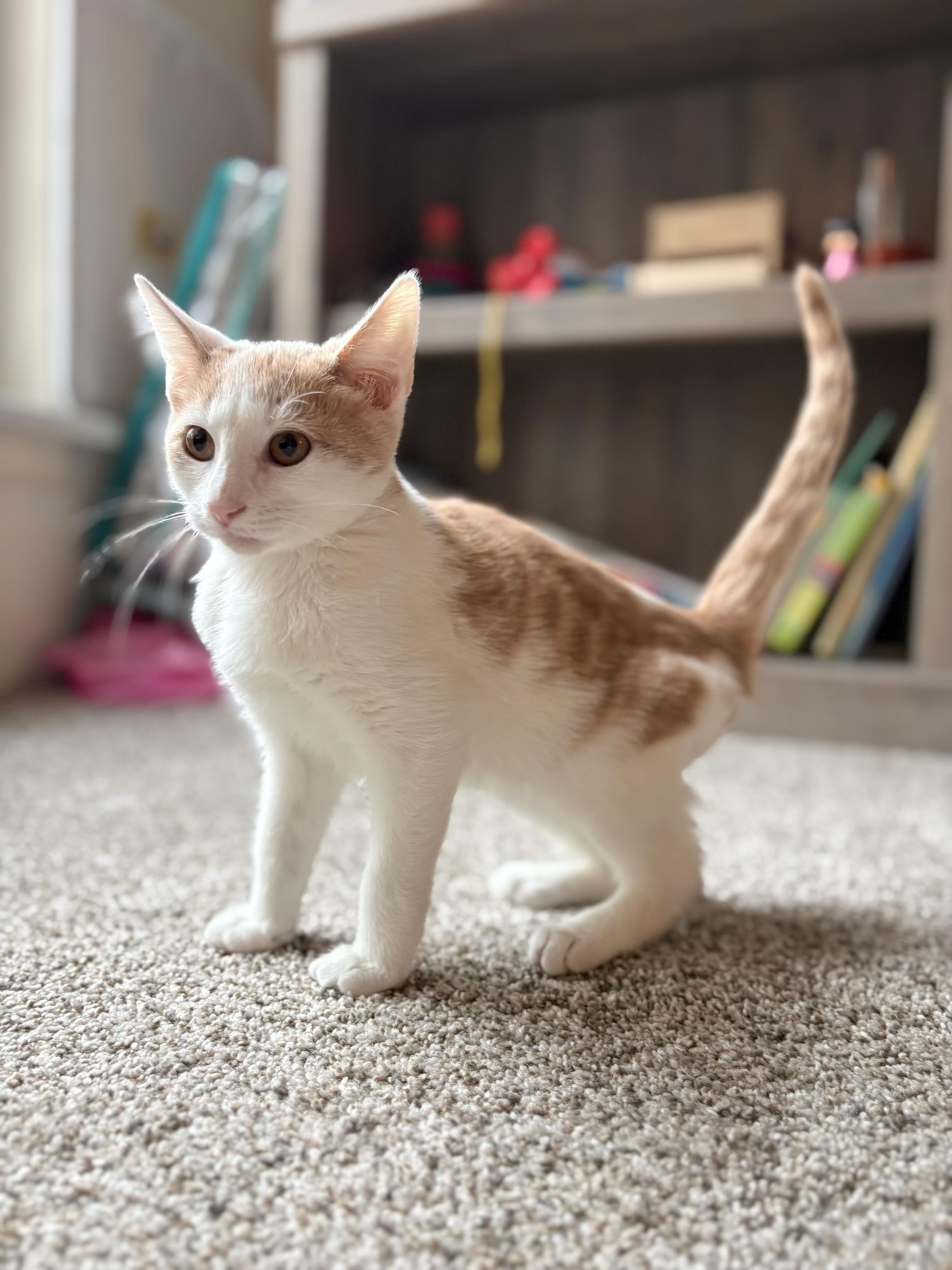 Enlarge Boo, a Adoptable Domestic Short Hair in Galloway, NJ image 2/4