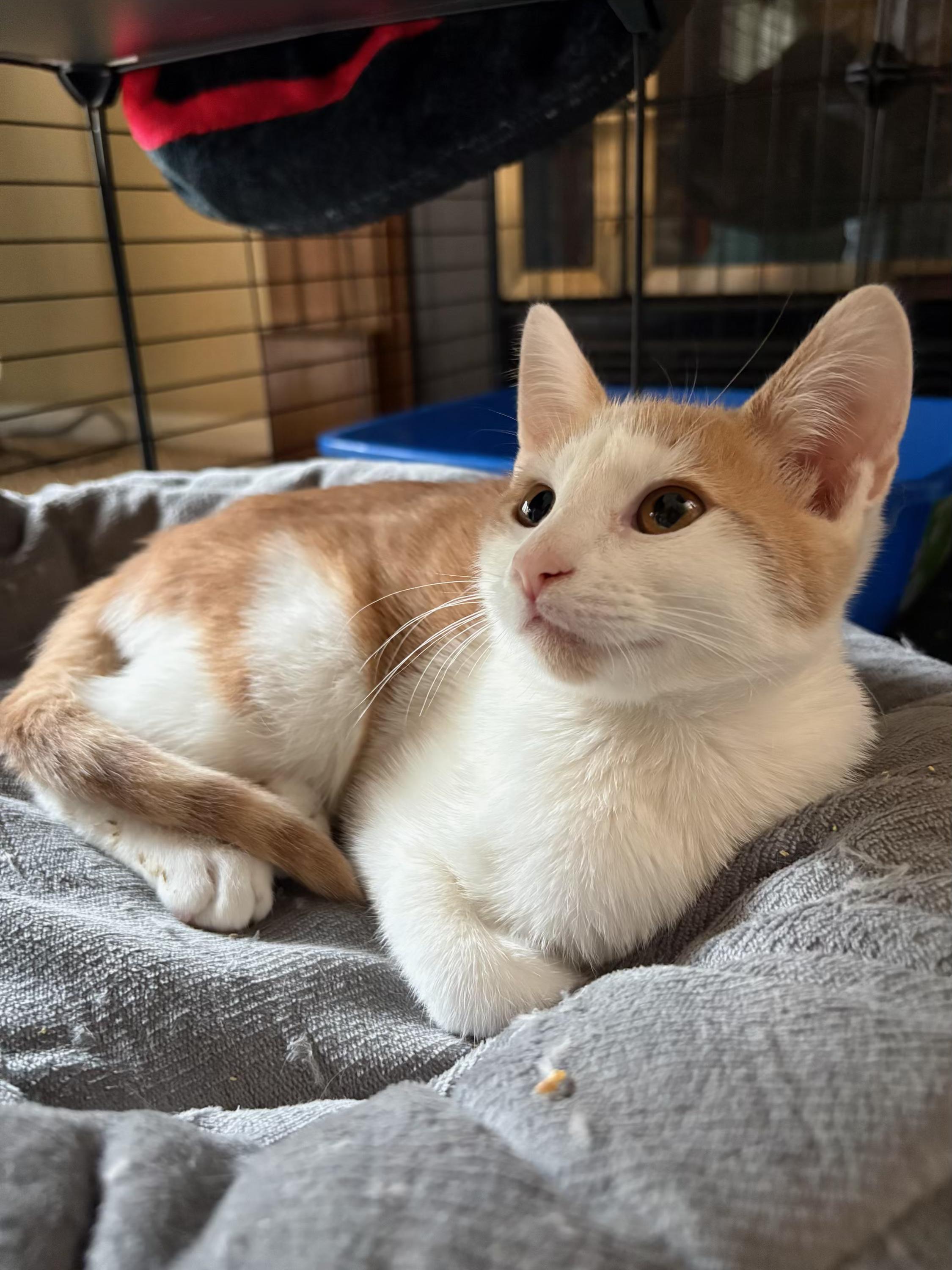 Enlarge Boo, a Adoptable Domestic Short Hair in Galloway, NJ image 3/4