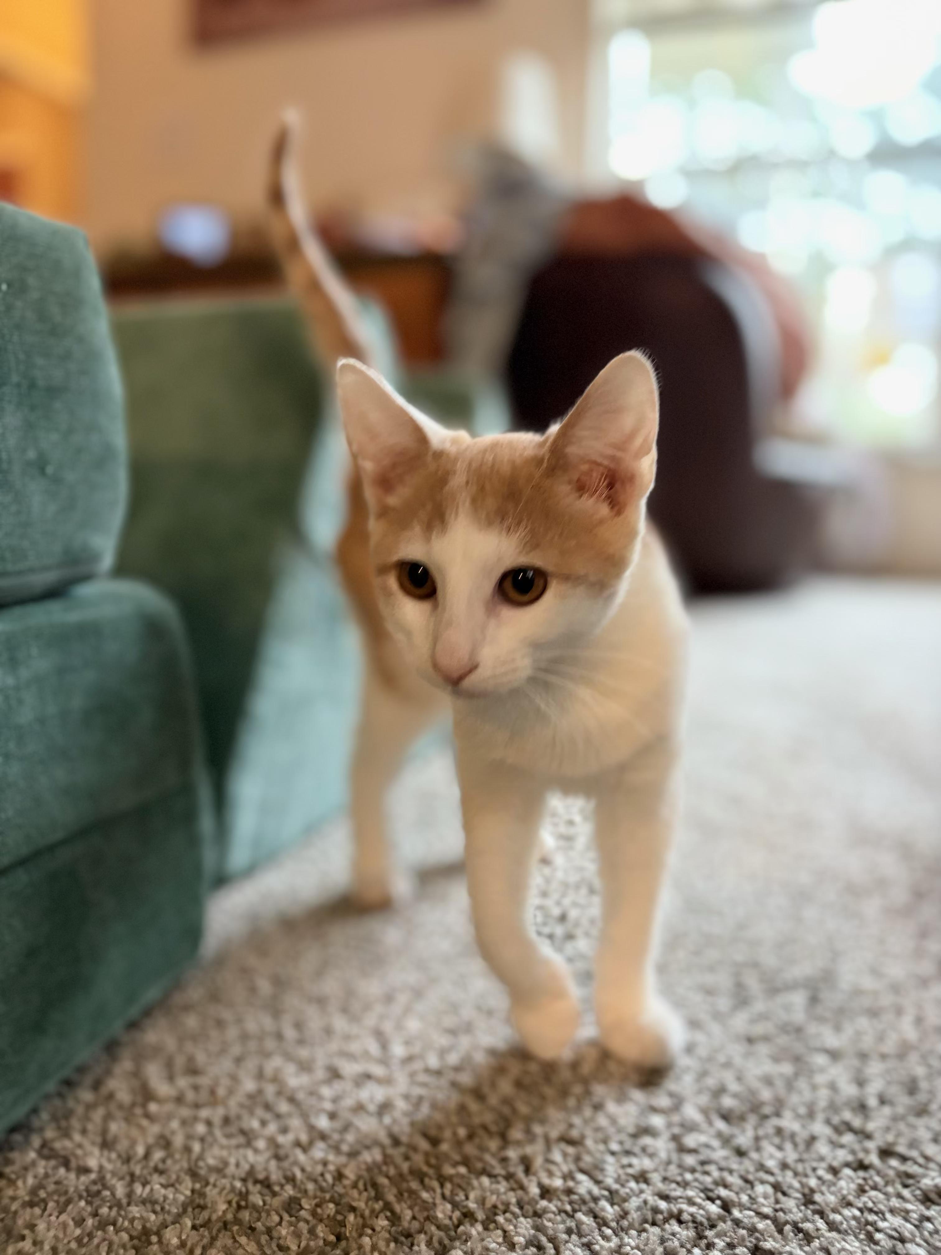 Enlarge Boo, a Adoptable Domestic Short Hair in Galloway, NJ image 4/4