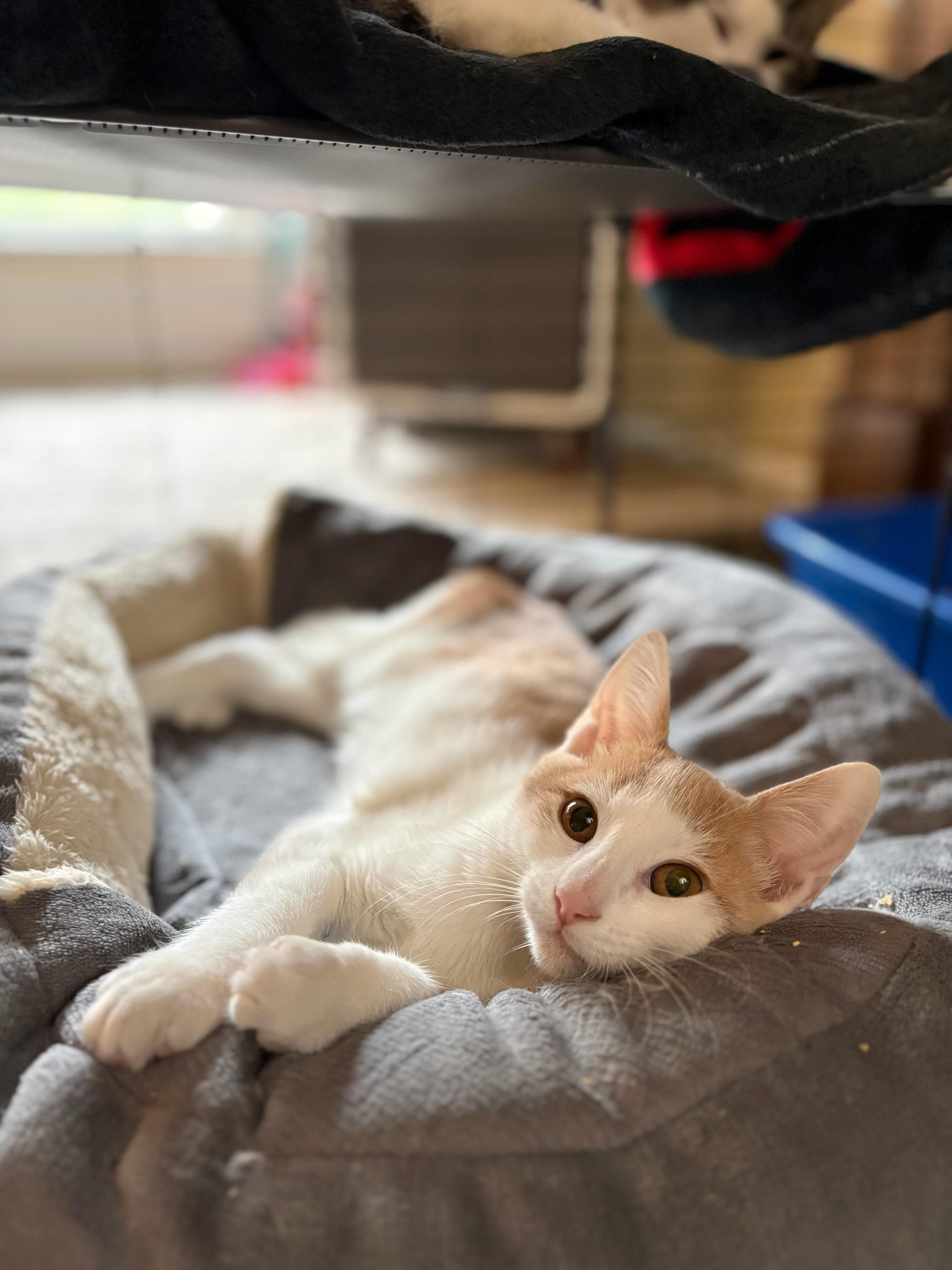 Enlarge Boo, a Adoptable Domestic Short Hair in Galloway, NJ image 1/4
