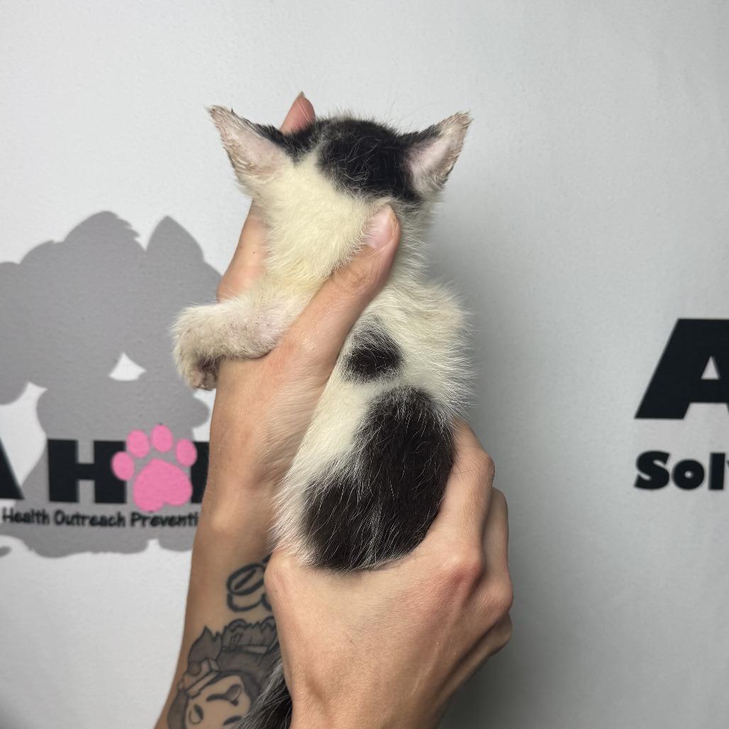 Sesame, Adoptable, Kitten Male American Shorthair & Domestic Short Hair.