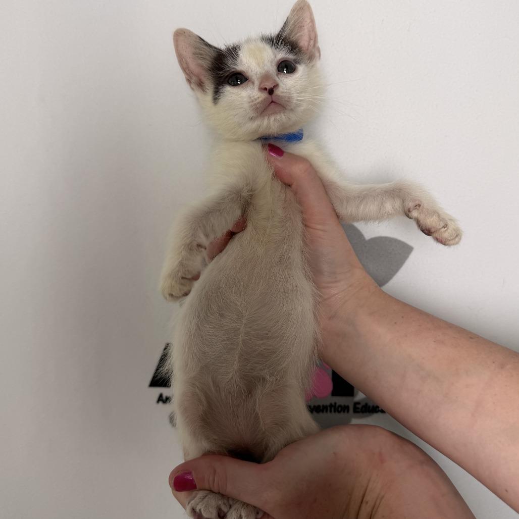 Enlarge Sesame, a Adoptable mixed breed in Milton, FL image 2/6