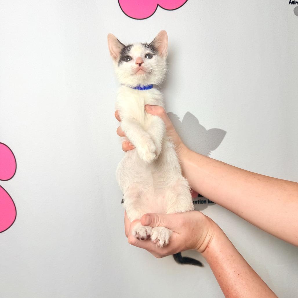 Enlarge Sesame, a Adoptable mixed breed in Milton, FL image 3/6