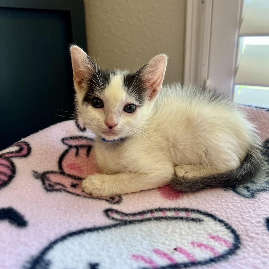 Enlarge Sesame, a Adoptable mixed breed in Milton, FL image 4/6