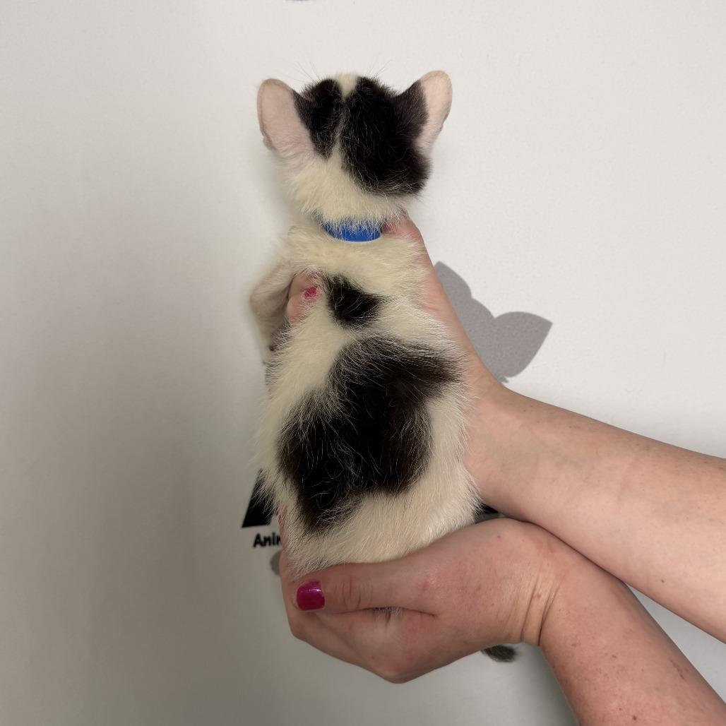 Enlarge Sesame, a Adoptable mixed breed in Milton, FL image 5/6