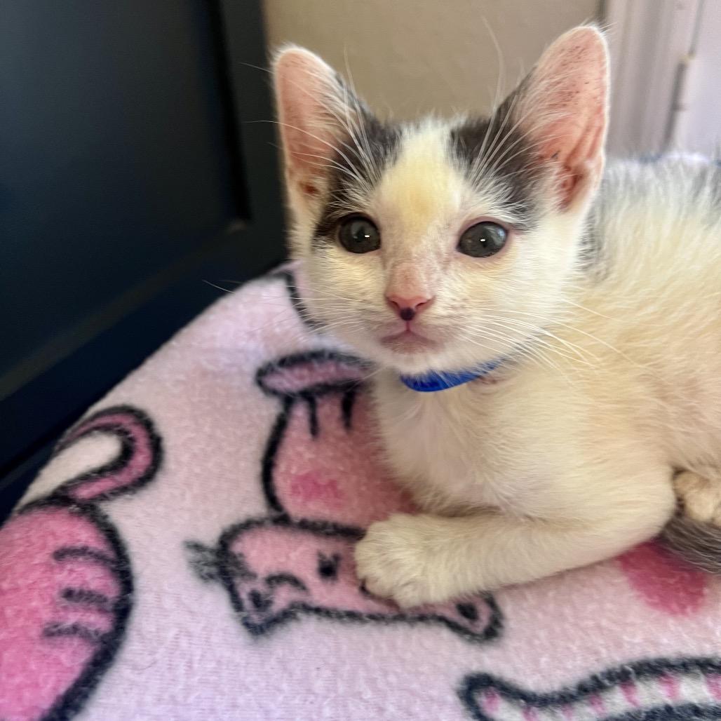 Enlarge Sesame, a Adoptable mixed breed in Milton, FL image 6/6
