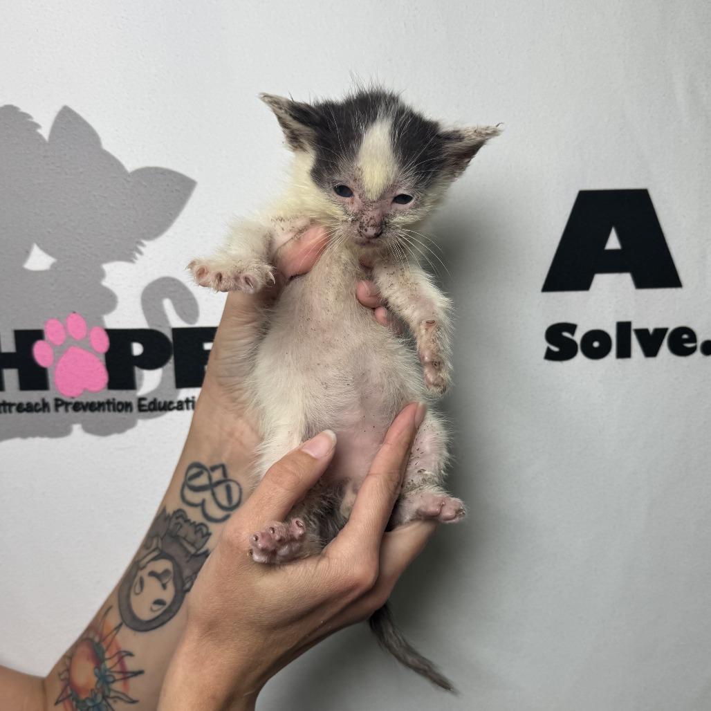 Sesame, a Adoptable mixed breed in Milton, FL image 3/3