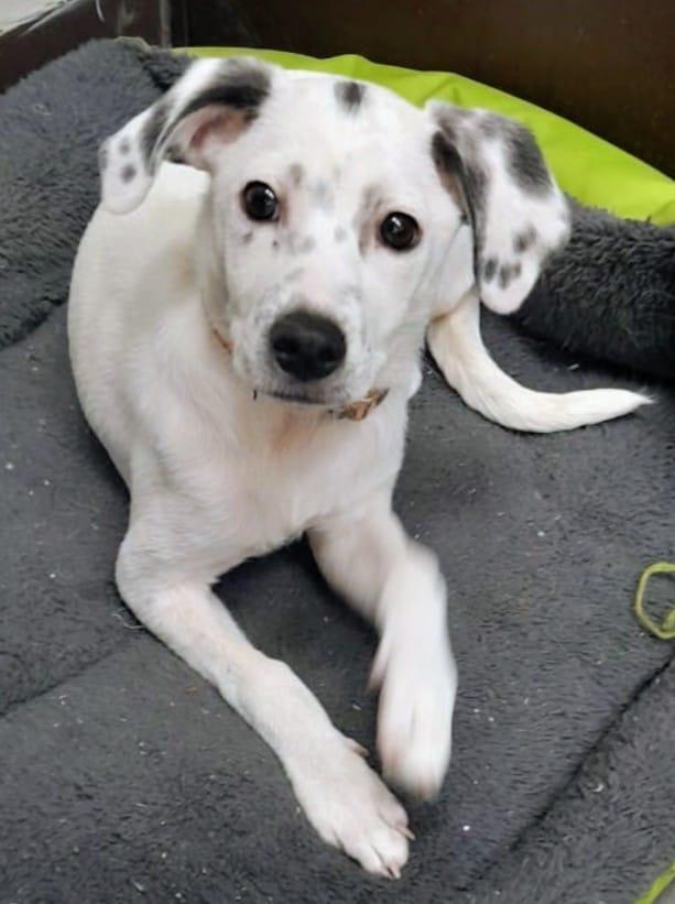 Paloma, an adopted mixed breed in San Diego, CA image 4/6