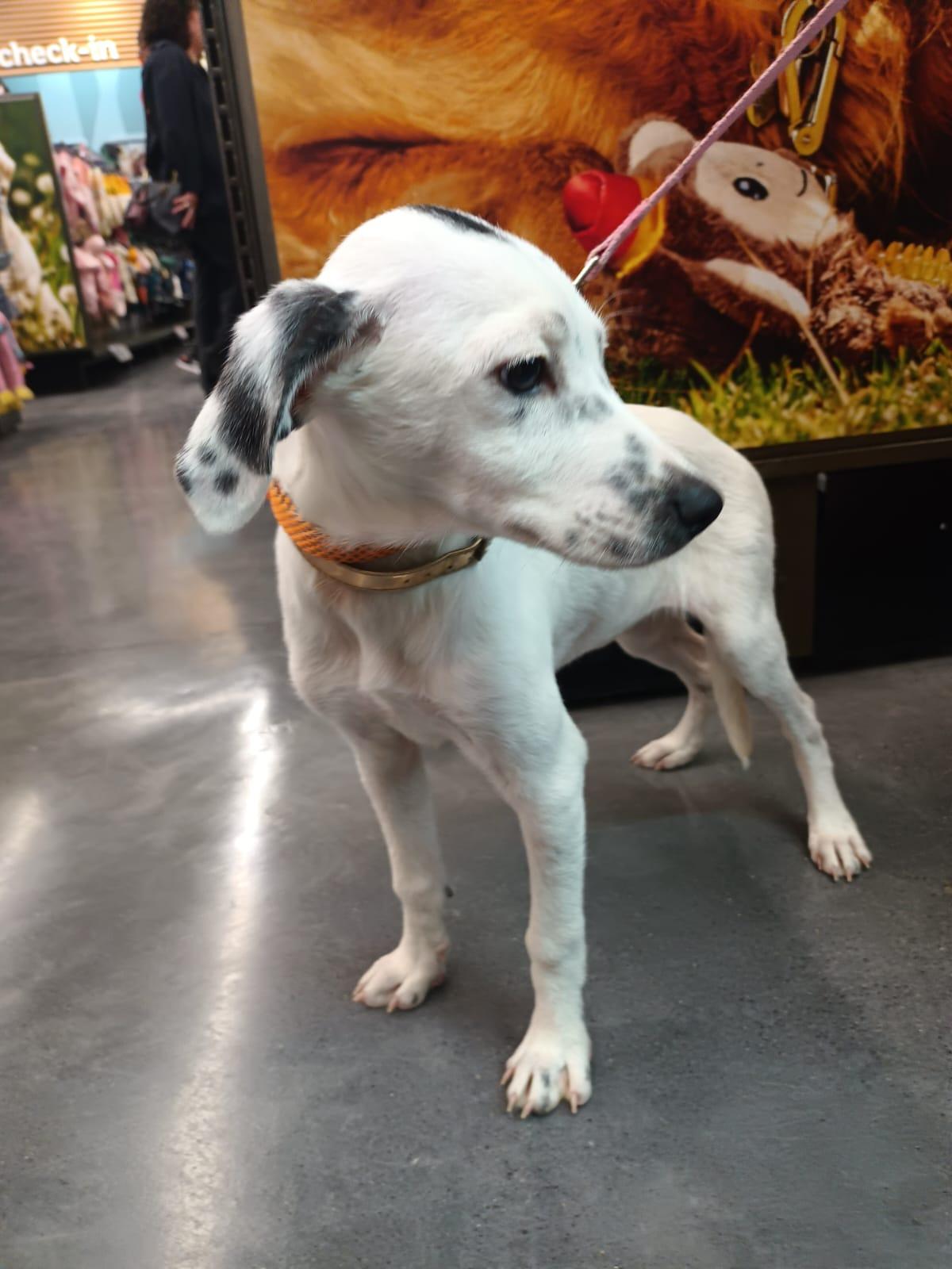 Paloma, an adopted mixed breed in San Diego, CA image 3/6