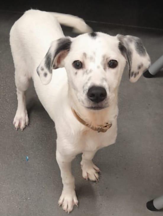 Paloma, adopted, Puppy Female Pointer & Miniature Pinscher.