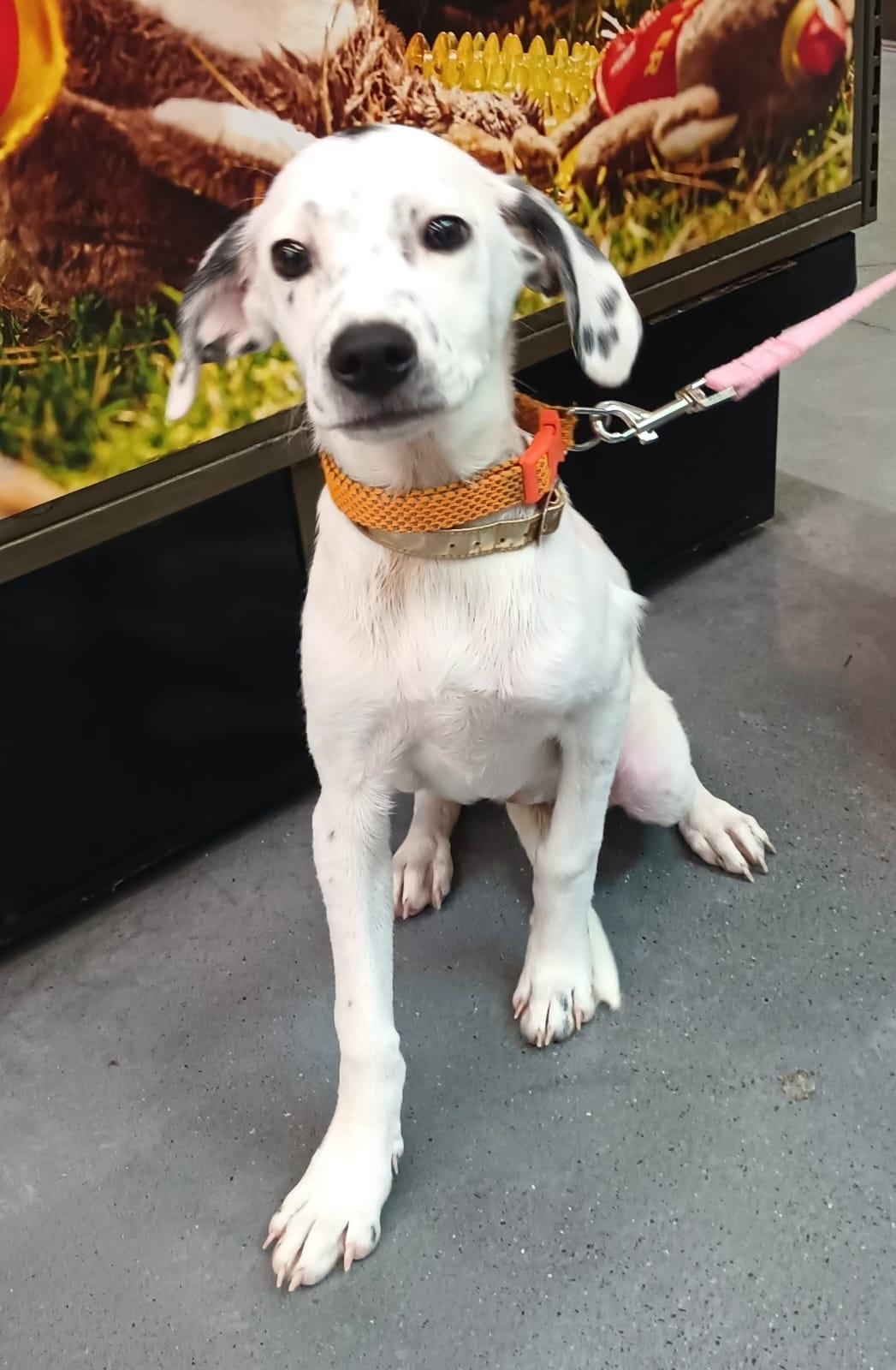 Paloma, an adopted mixed breed in San Diego, CA image 5/6