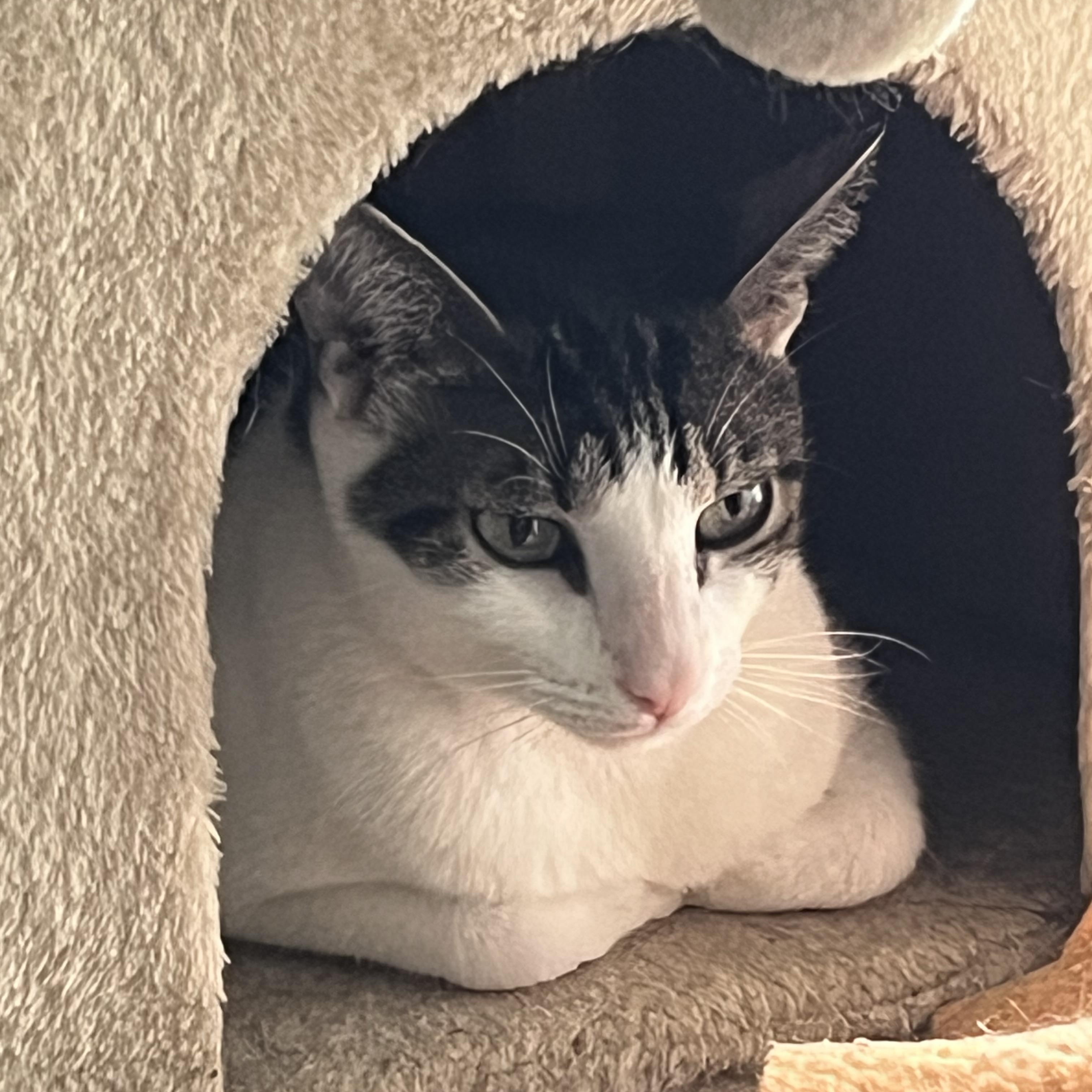 Danielle, an adoptable Domestic Short Hair in Parkland, FL image 2/4