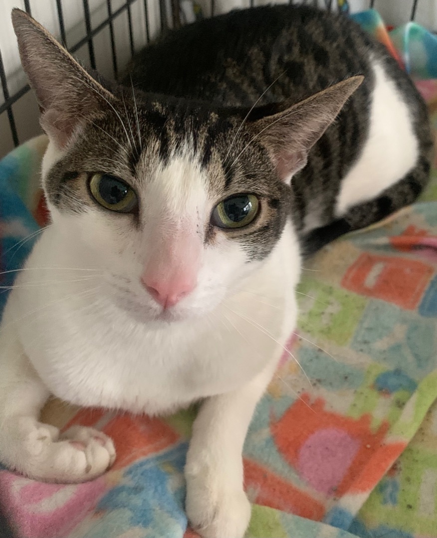 Danielle, an adoptable Domestic Short Hair in Parkland, FL image 3/4