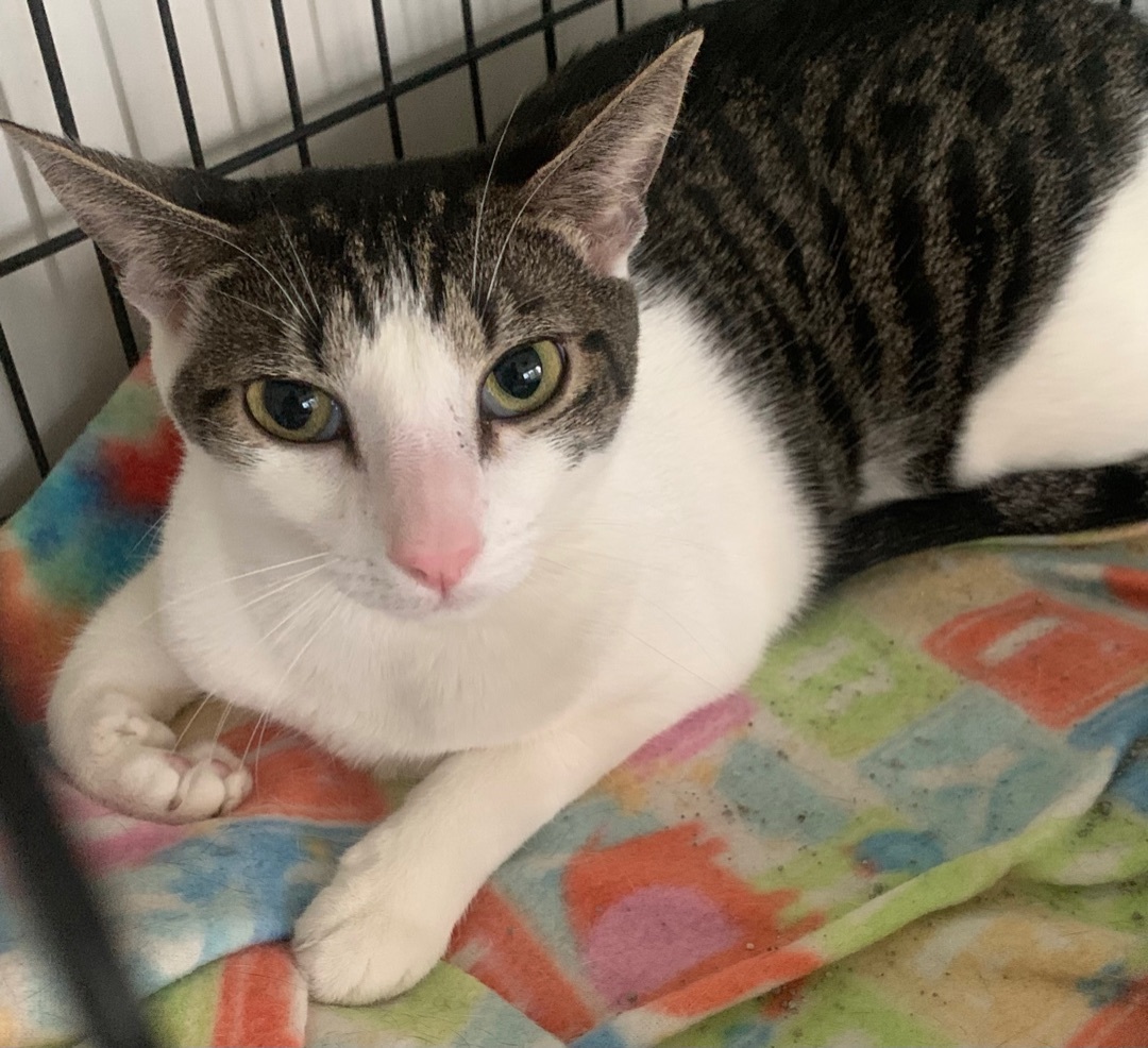 Danielle, an adoptable Domestic Short Hair in Parkland, FL image 4/4