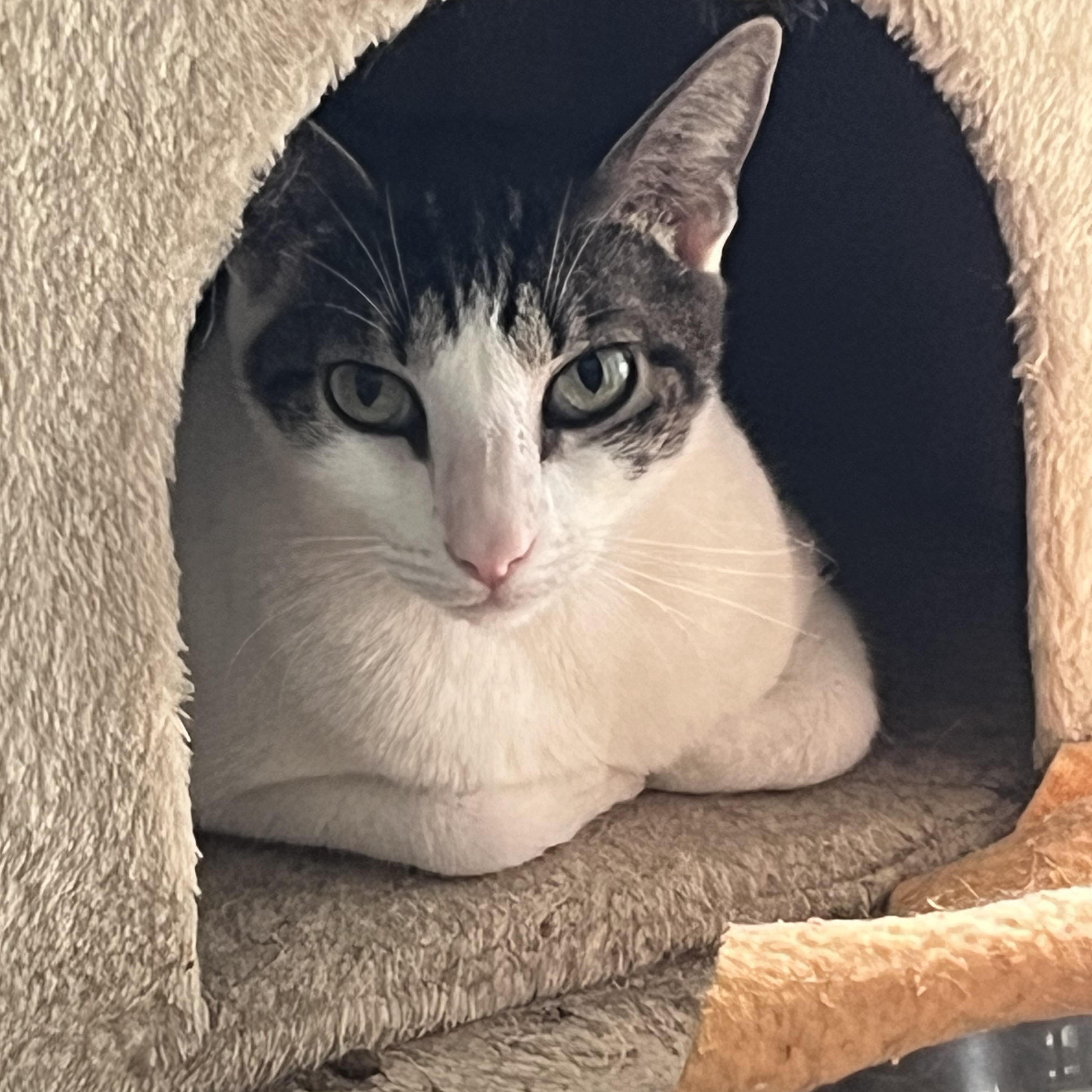 Danielle, adoptable, Young Female Domestic Short Hair.