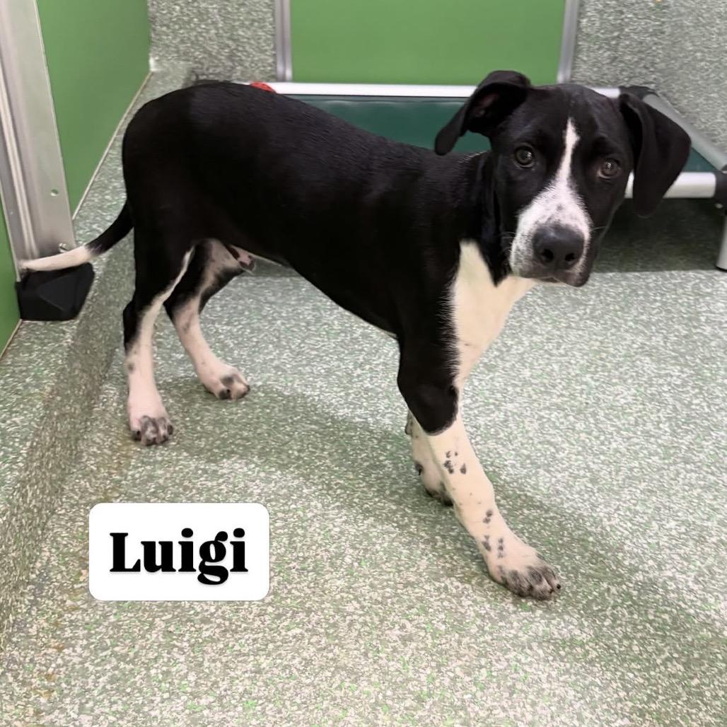 Enlarge Luigi, a Adoptable mixed breed in Calverton, NY image 1/1