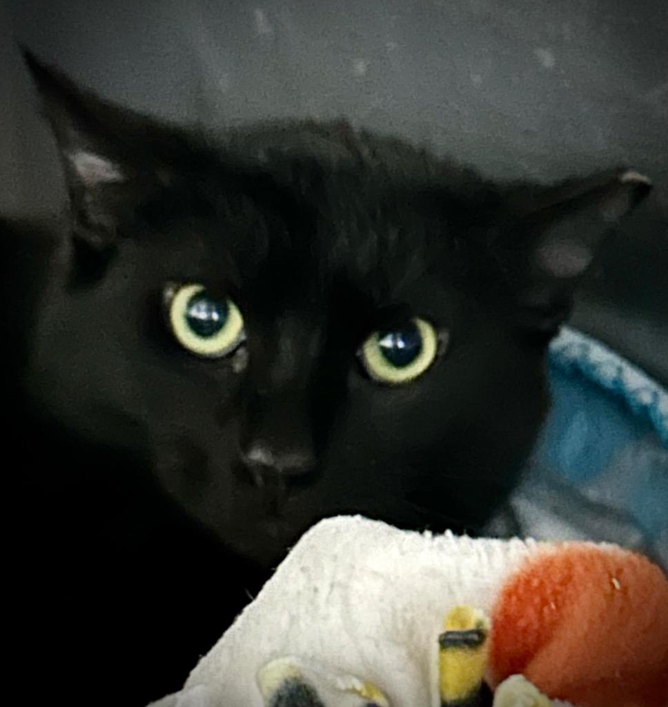 Todd, Adoptable, Adult Male Domestic Short Hair.