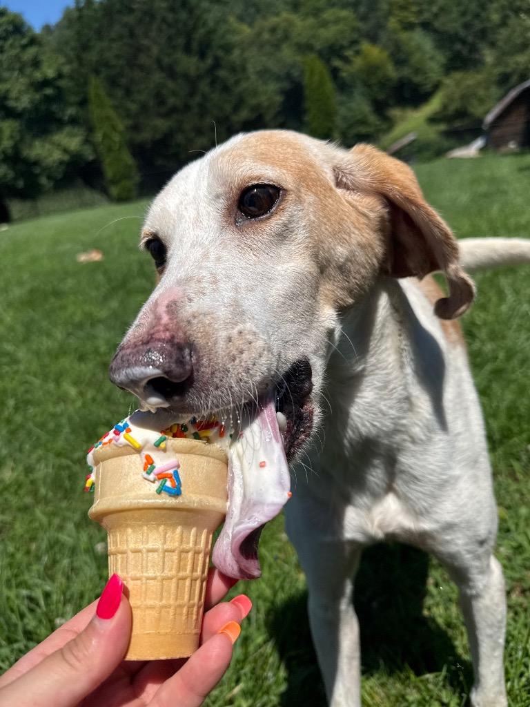 Apex, a Adoptable mixed breed in Burnsville, NC image 1/5