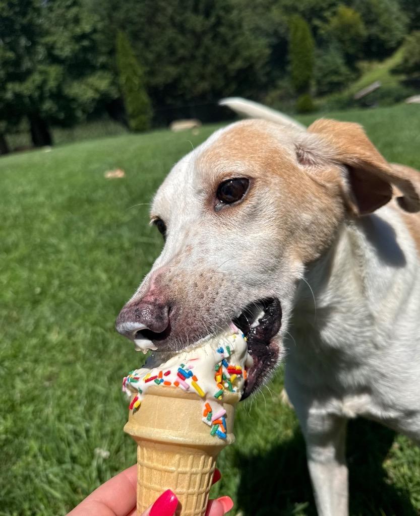 Apex, a Adoptable mixed breed in Burnsville, NC image 2/5