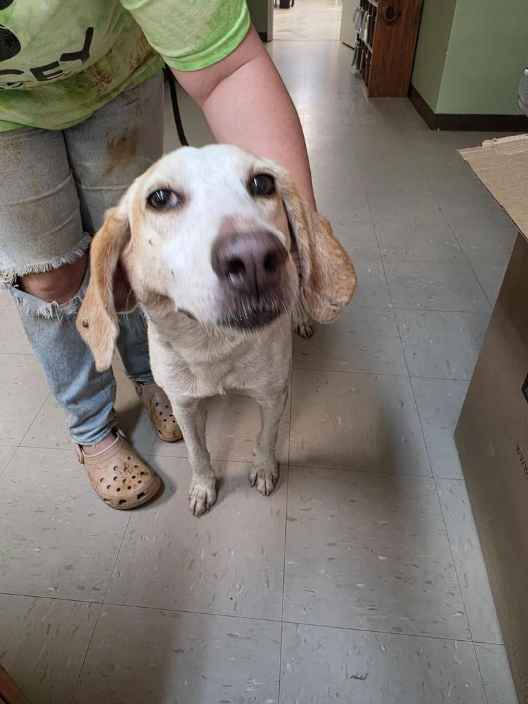Apex, a Adoptable mixed breed in Burnsville, NC image 3/5