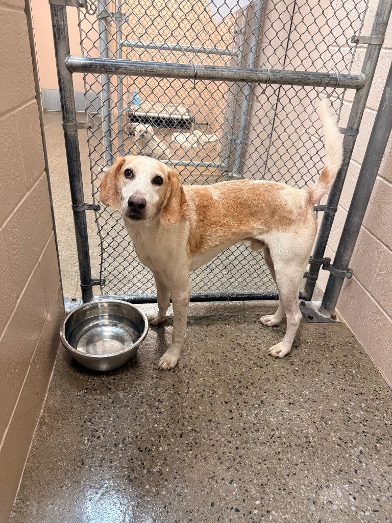 Apex, a Adoptable mixed breed in Burnsville, NC image 5/5
