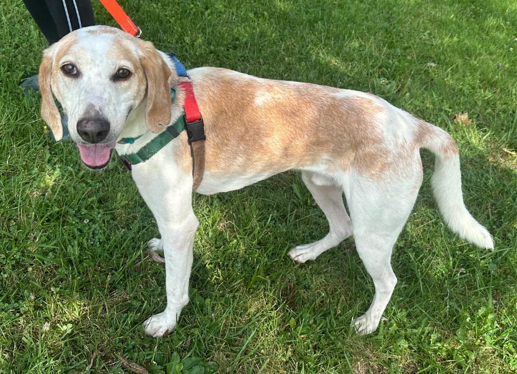 Enlarge Apex, a Adoptable mixed breed in Burnsville, NC image 6/6