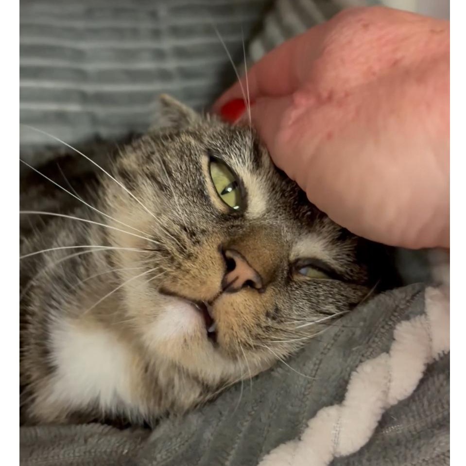 Faith, Adoptable, Young Female Domestic Short Hair & Tiger.