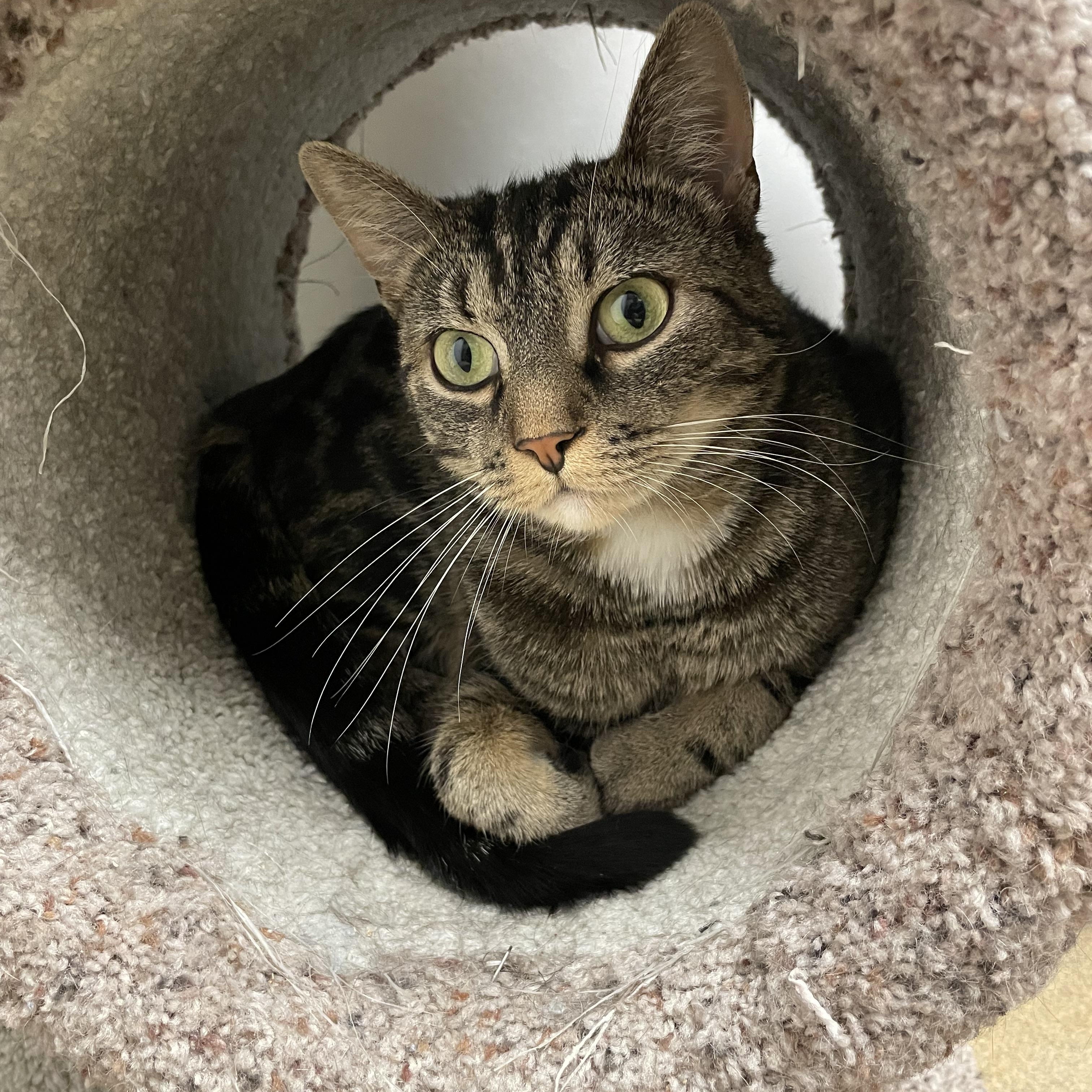 Faith, Adoptable, Young Female Domestic Short Hair & Tiger.
