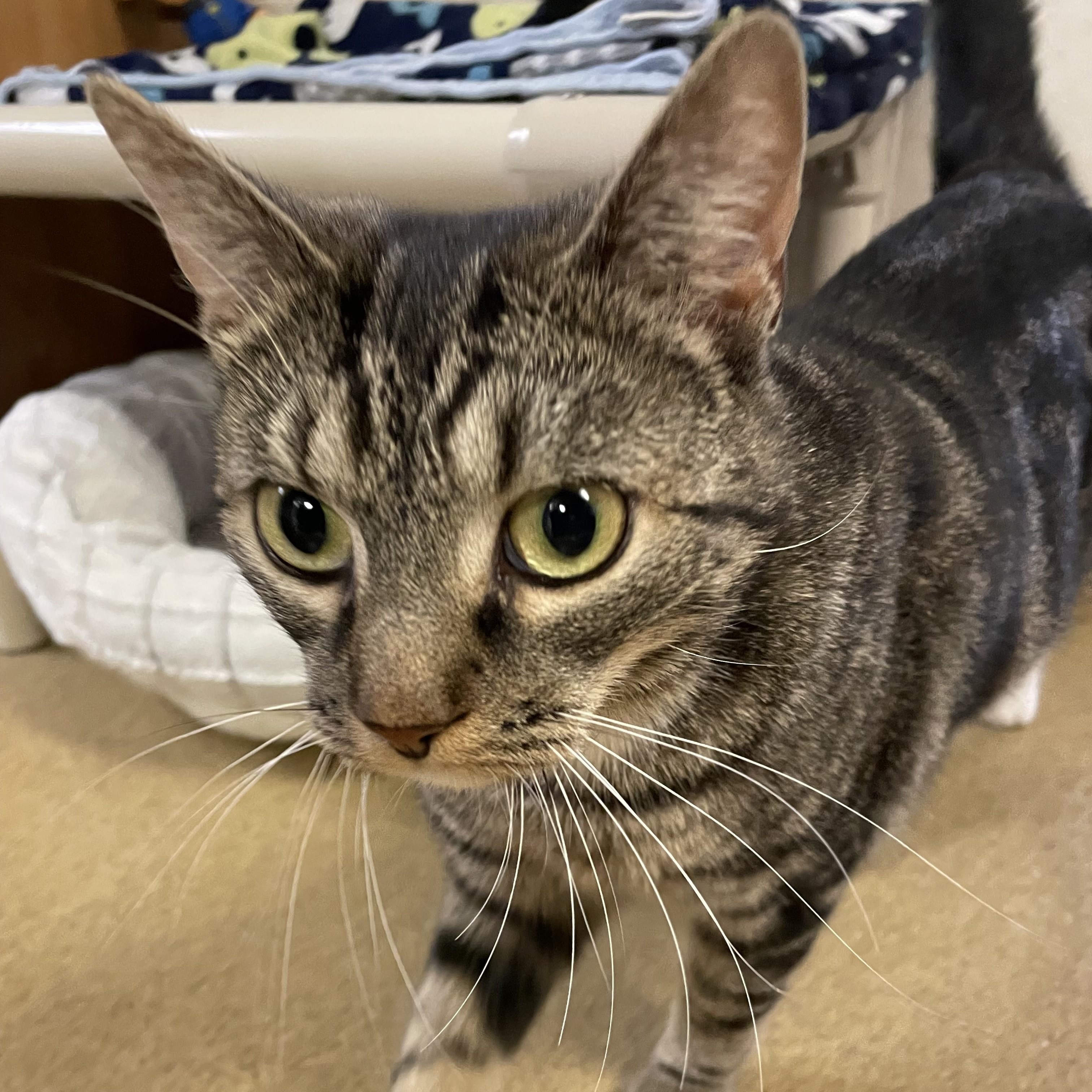 Enlarge Faith, a Adoptable mixed breed in North Kingstown, RI image 6/6